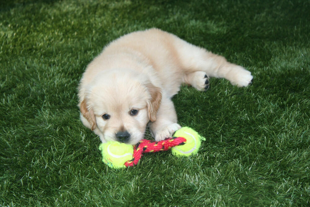 San Francisco artificial turf for dogs